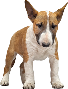 bota bull terrier com ca